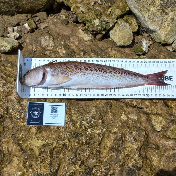 Fish Measure Picture